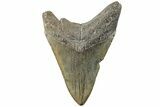Fossil Megalodon Tooth - South Carolina #203096-1